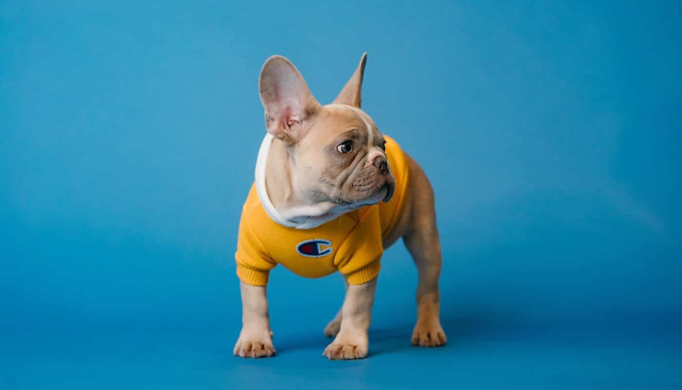 melhores rações para Bulldog Francês