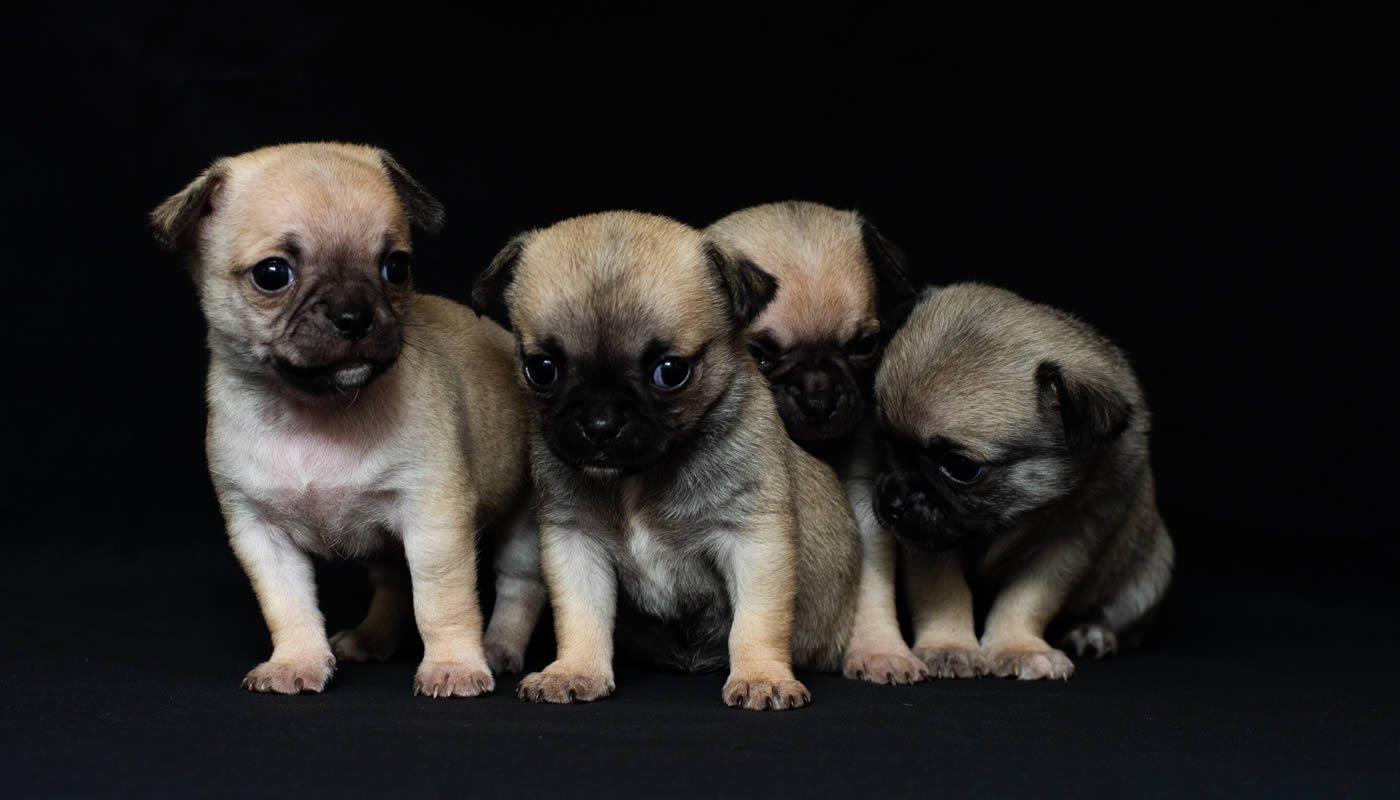 melhores rações para cachorro filhote