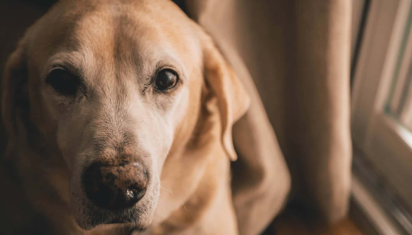 melhores rações para Labrador