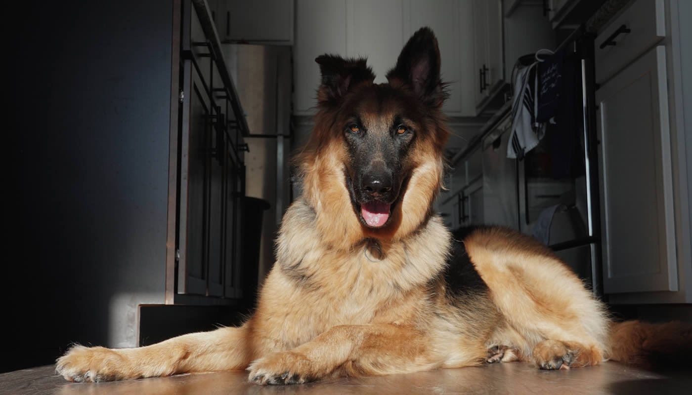 melhores rações para Pastor Alemão